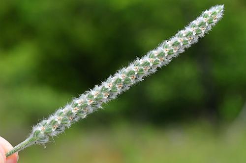 Plantago_patagonica_inflorescence.jpg