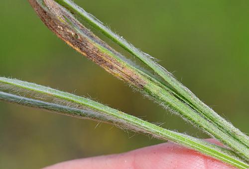 Plantago_patagonica_leaves1.jpg