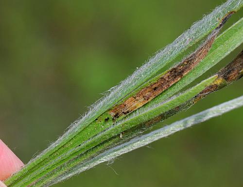 Plantago_patagonica_leaves2.jpg