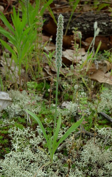 Plantago_patagonica_plant.jpg