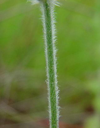 Plantago_patagonica_scape.jpg