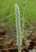 Plantago patagonica thumbnail