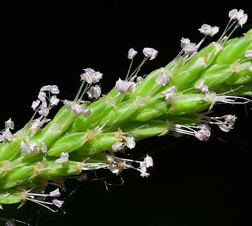 Plantago_rugelii_flowers1.jpg