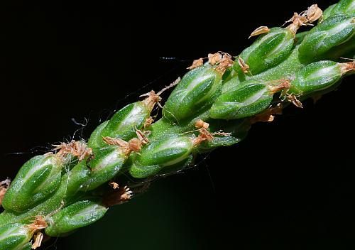 Plantago_rugelii_fruits1.jpg