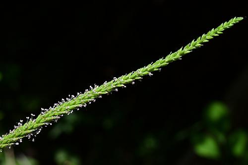 Plantago_rugelii_inflorescence.jpg