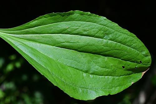 Plantago_rugelii_leaf1.jpg