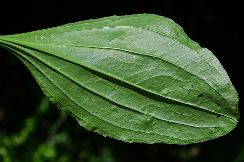 Plantago_rugelii_leaf2.jpg