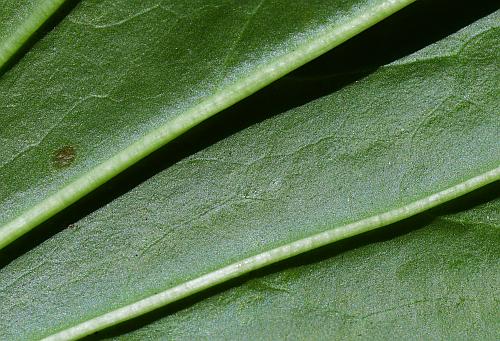 Plantago_rugelii_leaf2a.jpg