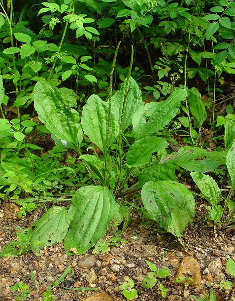 Plantago_rugelii_plant.jpg