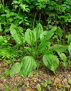 Plantago rugelii thumbnail