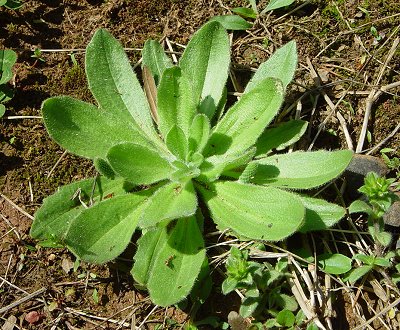 Plantago_virginica_basals.jpg