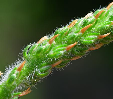 Plantago_virginica_bracts.jpg