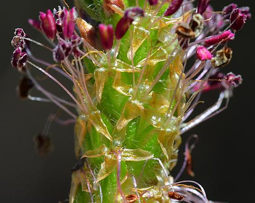 Plantago_virginica_flowers.jpg