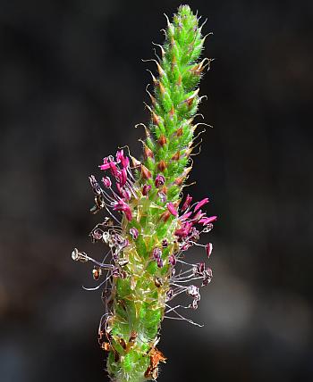 Plantago_virginica_inflorescence.jpg