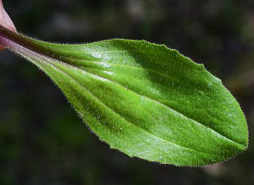 Plantago_virginica_leaf1.jpg