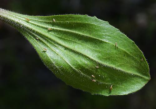 Plantago_virginica_leaf2.jpg