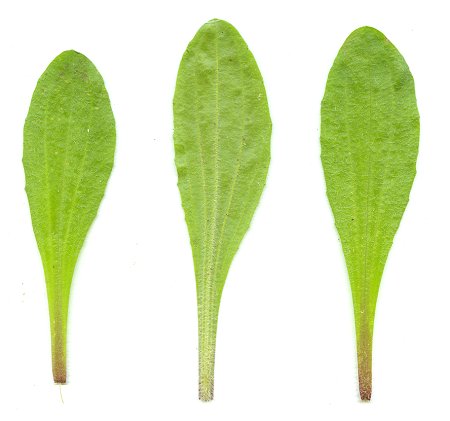 Plantago_virginica_leaves.jpg