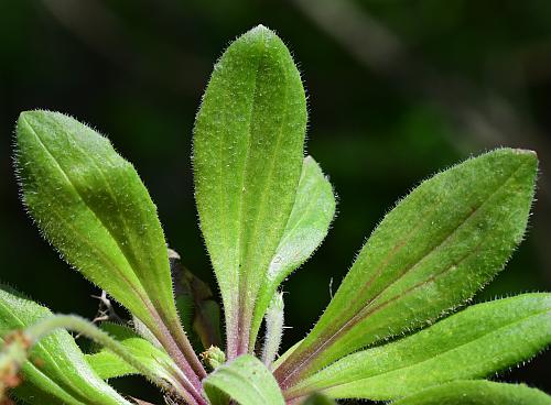 Plantago_virginica_leaves1.jpg