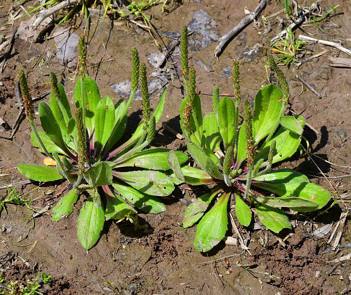 Plantago_virginica_plant.jpg