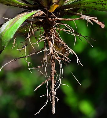 Plantago_virginica_roots.jpg