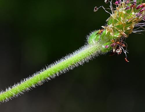 Plantago_virginica_scape.jpg