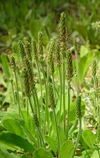 Plantago virginica thumbnail