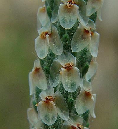 Plantago_wrightiana_flowers.jpg