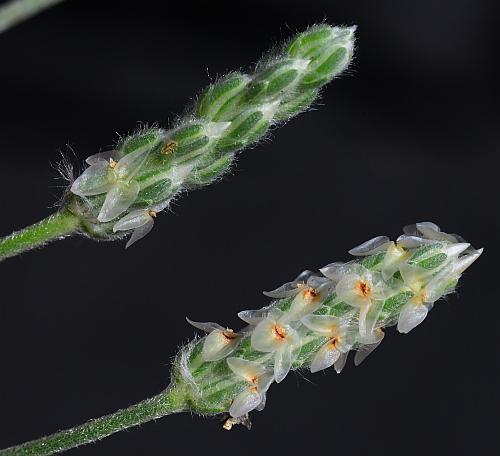 Plantago_wrightiana_inflorescences.jpg