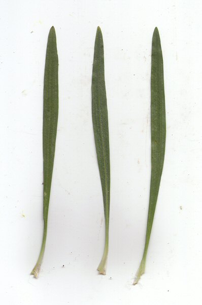 Plantago_wrightiana_leaves.jpg