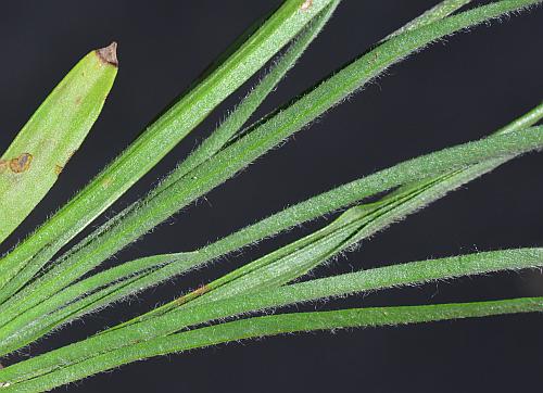 Plantago_wrightiana_leaves1.jpg