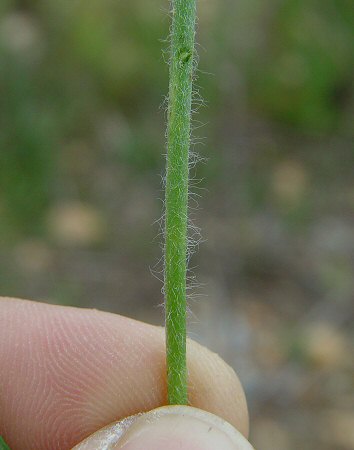 Plantago_wrightiana_scape1.jpg