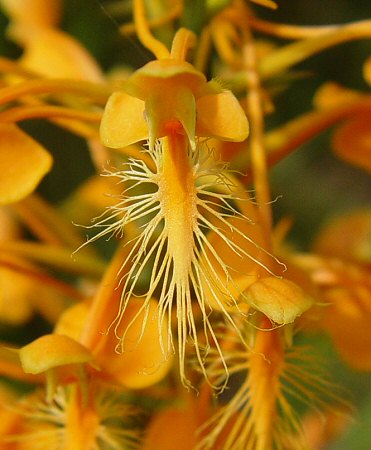 Platanthera_ciliaris_flower.jpg