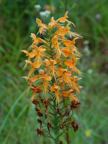 Platanthera_ciliaris_inflorescence.jpg