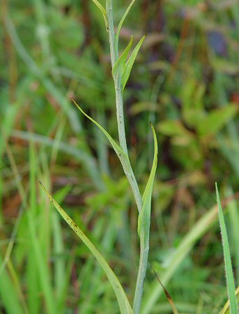 Platanthera_ciliaris_leaves.jpg