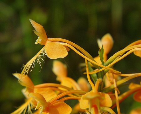 Platanthera_ciliaris_spur.jpg