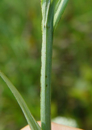 Platanthera_ciliaris_stem.jpg