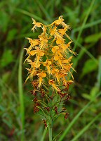 Platanthera ciliaris thumbnail