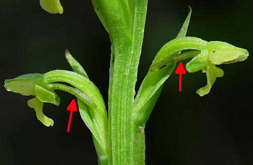 Platanthera_flava_diagram.jpg