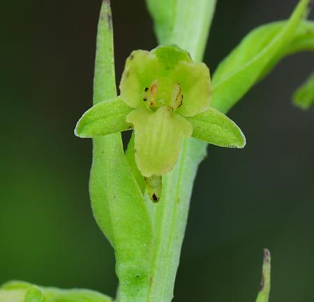 Platanthera_flava_flower1.jpg