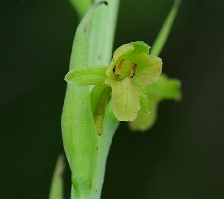 Platanthera_flava_flower2.jpg