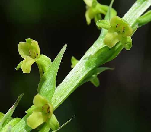 Platanthera_flava_flowers1.jpg