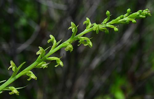 Platanthera_flava_inflorescence.jpg