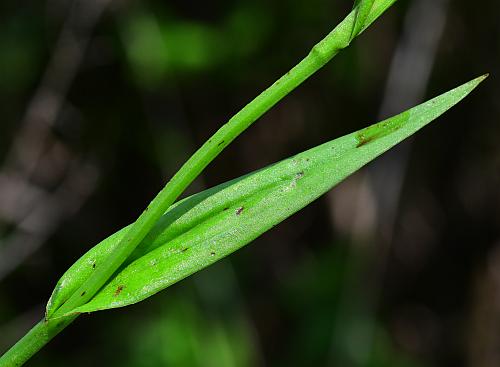 Platanthera_flava_leaf1.jpg