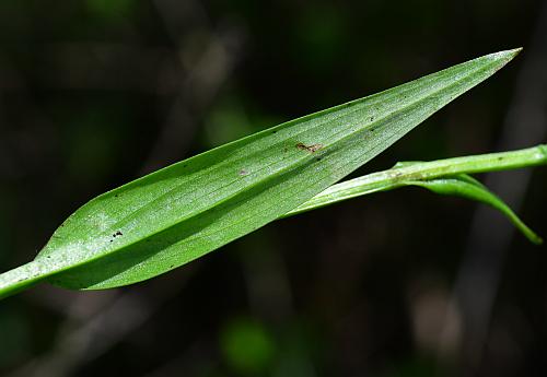 Platanthera_flava_leaf2.jpg