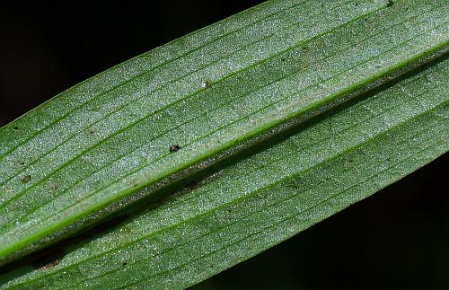 Platanthera_flava_leaf2a.jpg