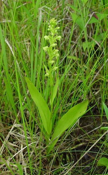 Platanthera_flava_plant.jpg