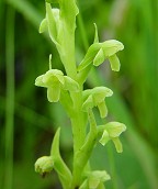 Platanthera flava thumbnail