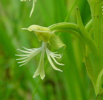 Platanthera_lacera_flower.jpg