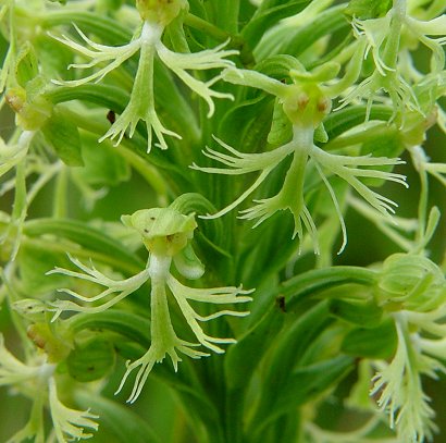 Platanthera_lacera_flowers.jpg