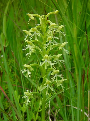 Platanthera_lacera_inflorescence.jpg